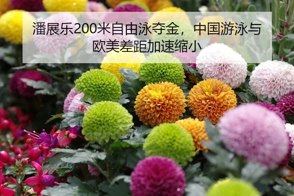 潘展乐200米自由泳夺金，中国游泳与欧美差距加速缩小